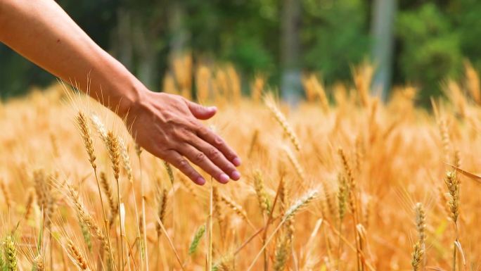 男人的手抚摸成熟的麦子