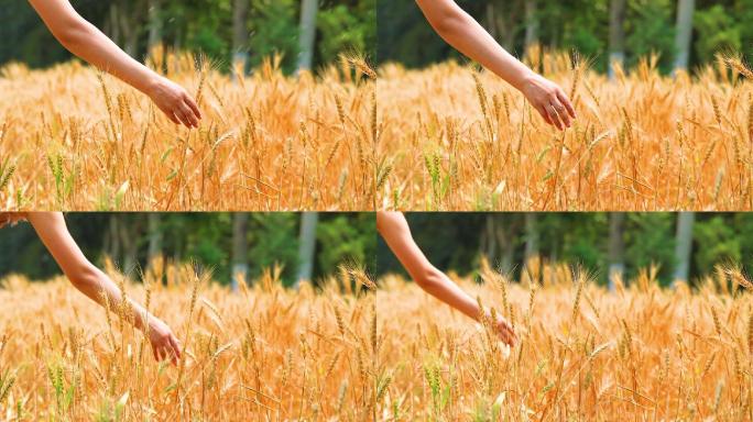 女人的手抚摸成熟的麦子