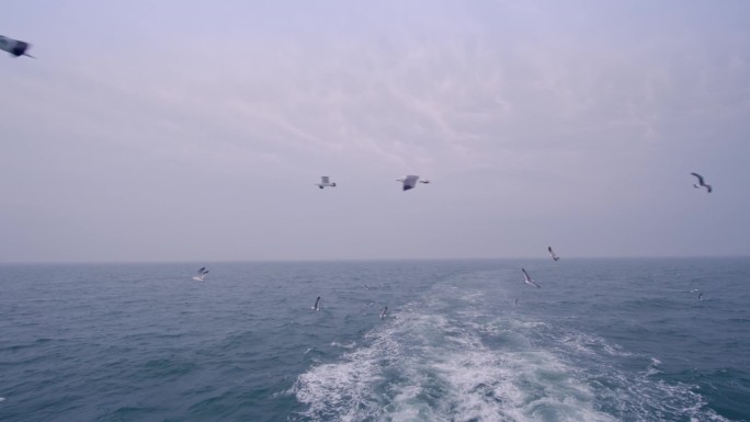 烟台长岛乘船出海的实拍，海上海鸥