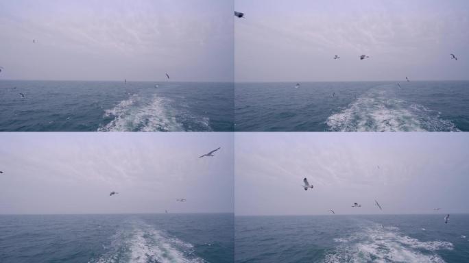 烟台长岛乘船出海的实拍，海上海鸥
