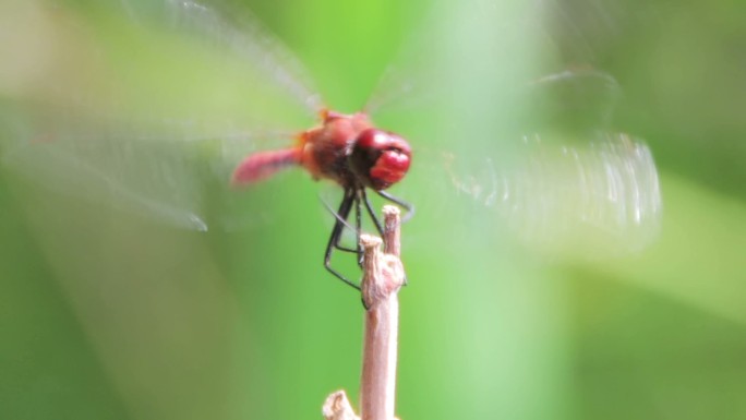 红色蜻蜓停留在树枝上特写