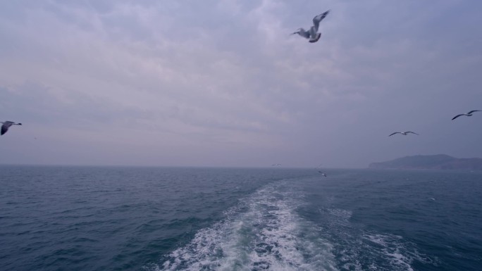 烟台长岛乘船出海实拍，海鸥飞翔