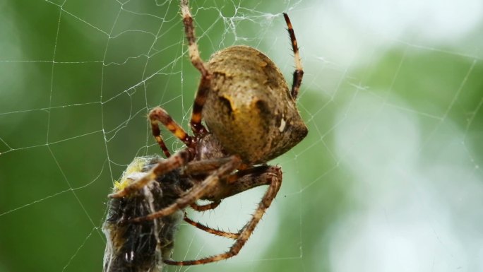 蜘蛛在蛛网上进食