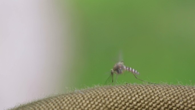 蚊子在叮生物进食