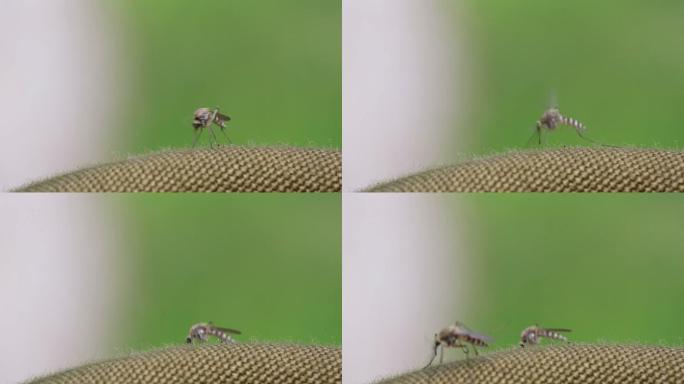 蚊子在叮生物进食