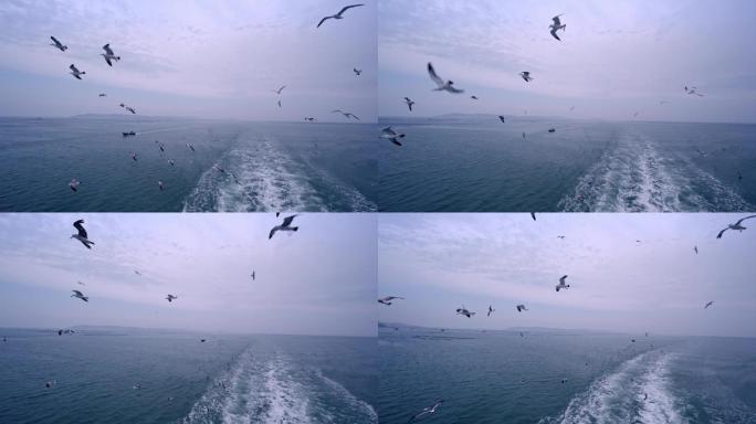 烟台长岛乘船出海实拍，海上海鸥及渔船