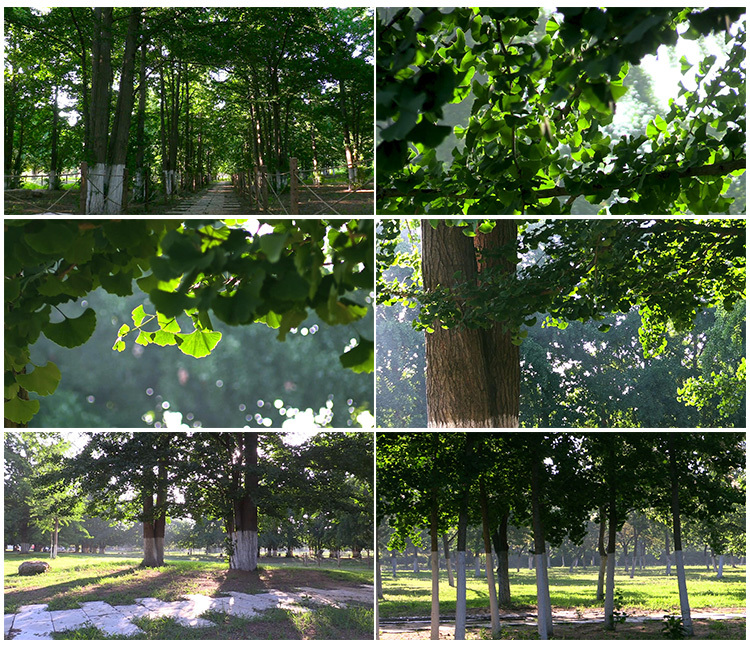 绿色自然清新空气银杏园林古树