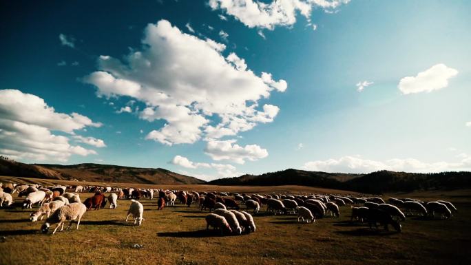 蒙古国羊群延时1080p60
