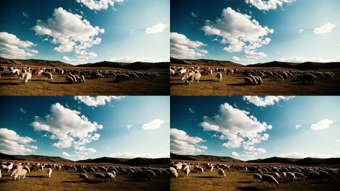蒙古国羊群延时1080p60