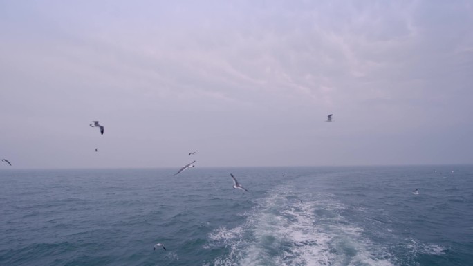 烟台长岛乘船出海实拍，海鸥