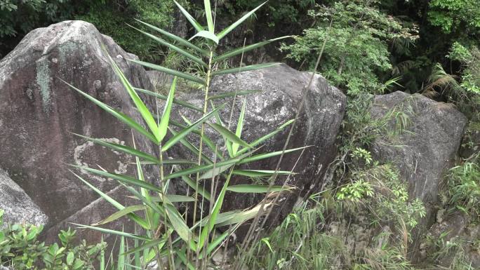 丛林山水瀑布野外石头实拍112