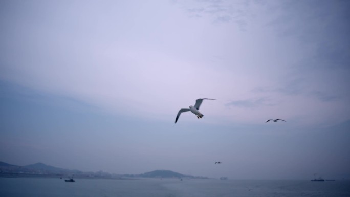 烟台长岛乘船出海实拍，海上的海鸥