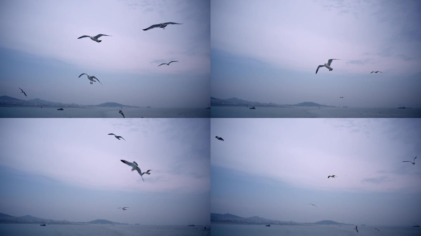 烟台长岛乘船出海实拍，海上的海鸥