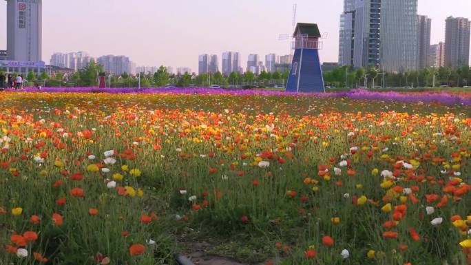 虞美人鲜花城市生活花园公园罂粟