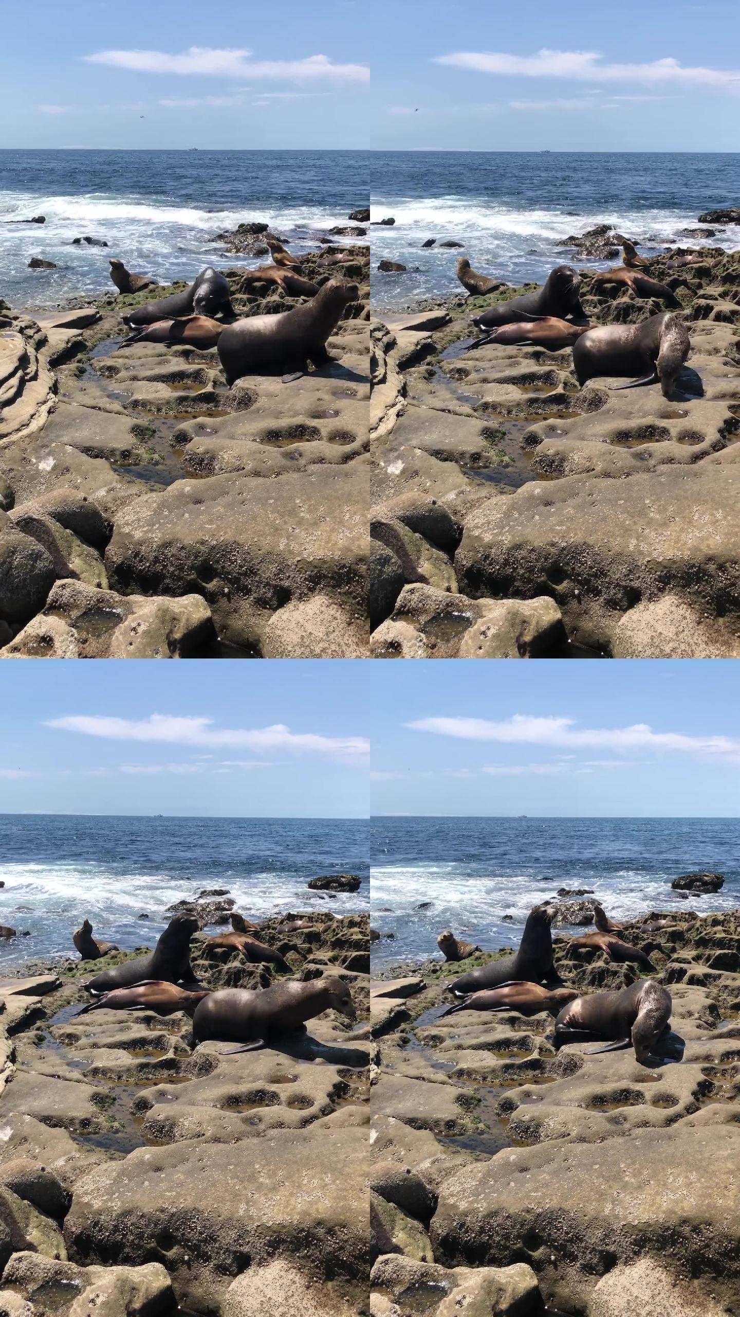 海豹在沙滩上