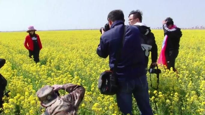 油菜花开