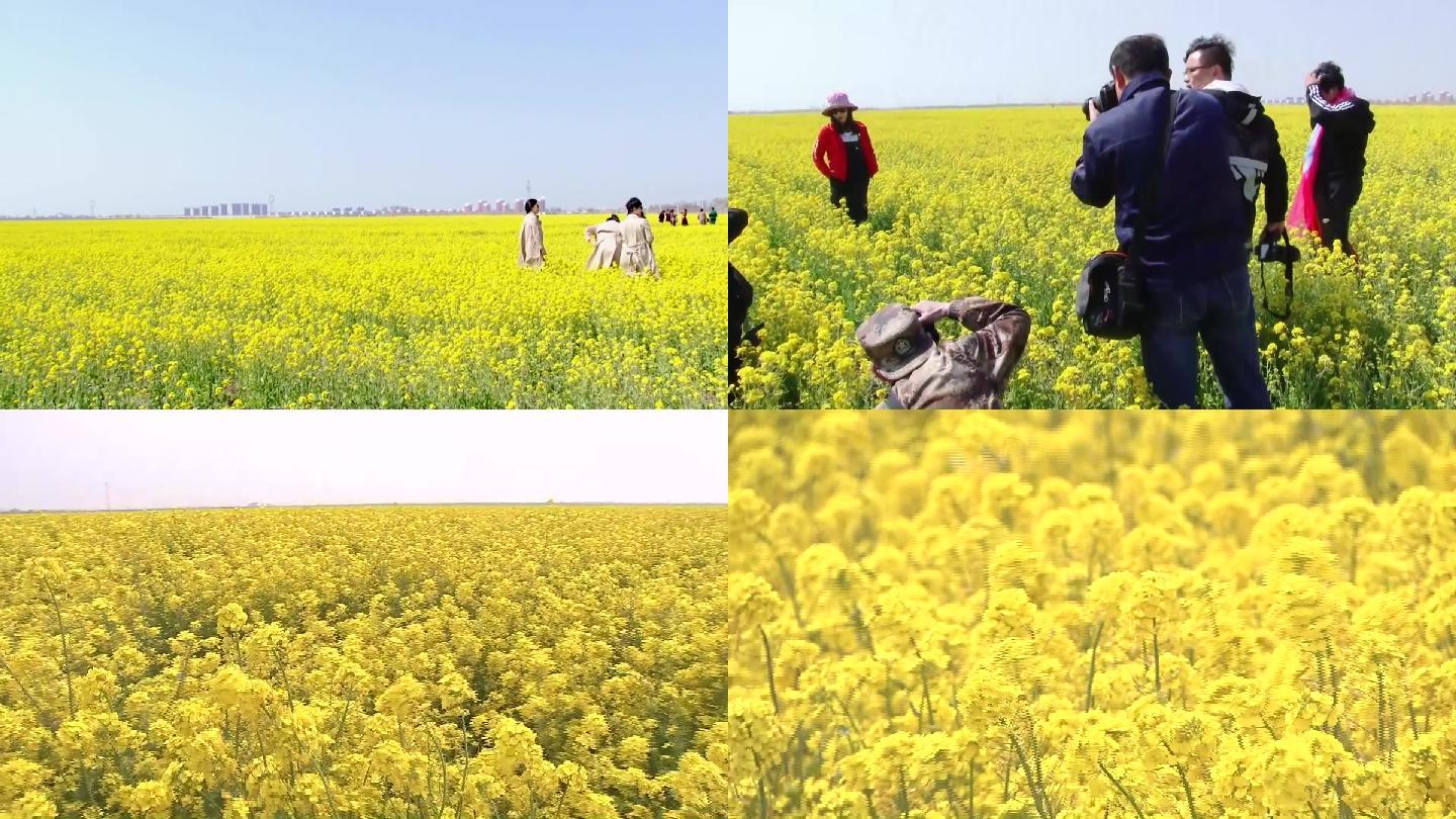 油菜花开