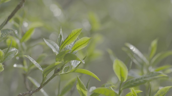 4K云南普洱茶古茶树