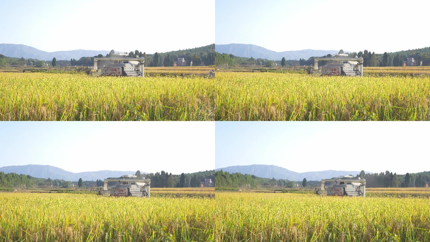 原创正版4K永州新田富硒大米产地粮食农业