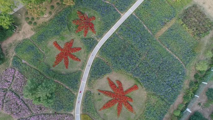 花海空中航拍垂直角度看花组成枫叶图案