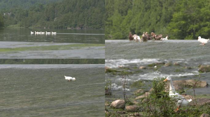 7.鸭子戏水小河流水空镜