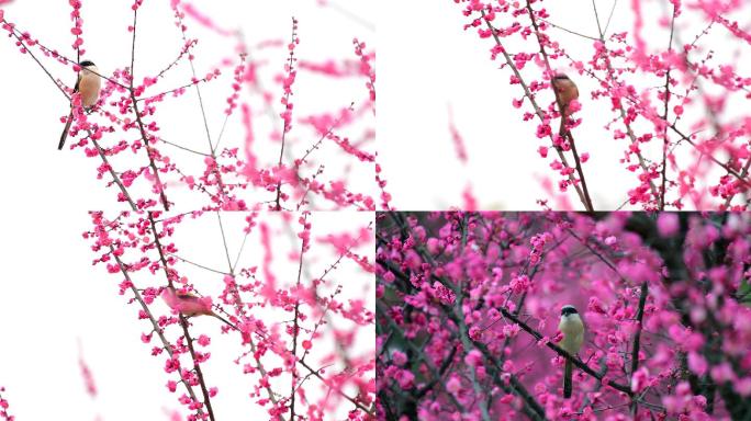 好漂亮的梅花，棕背伯劳抓蜜蜂吃全过程