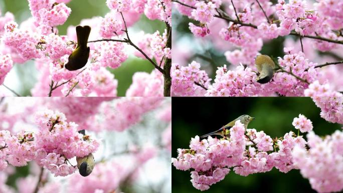 好美的樱花，花鸟视频鸟语花香，美如仙境
