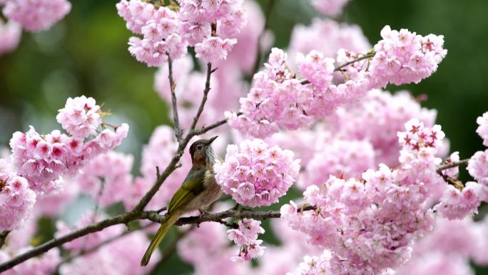 好漂亮的樱花，栗耳凤鹛和绿翅短脚吃花蜜
