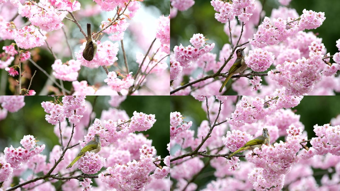 好漂亮的樱花，栗耳凤鹛和绿翅短脚吃花蜜