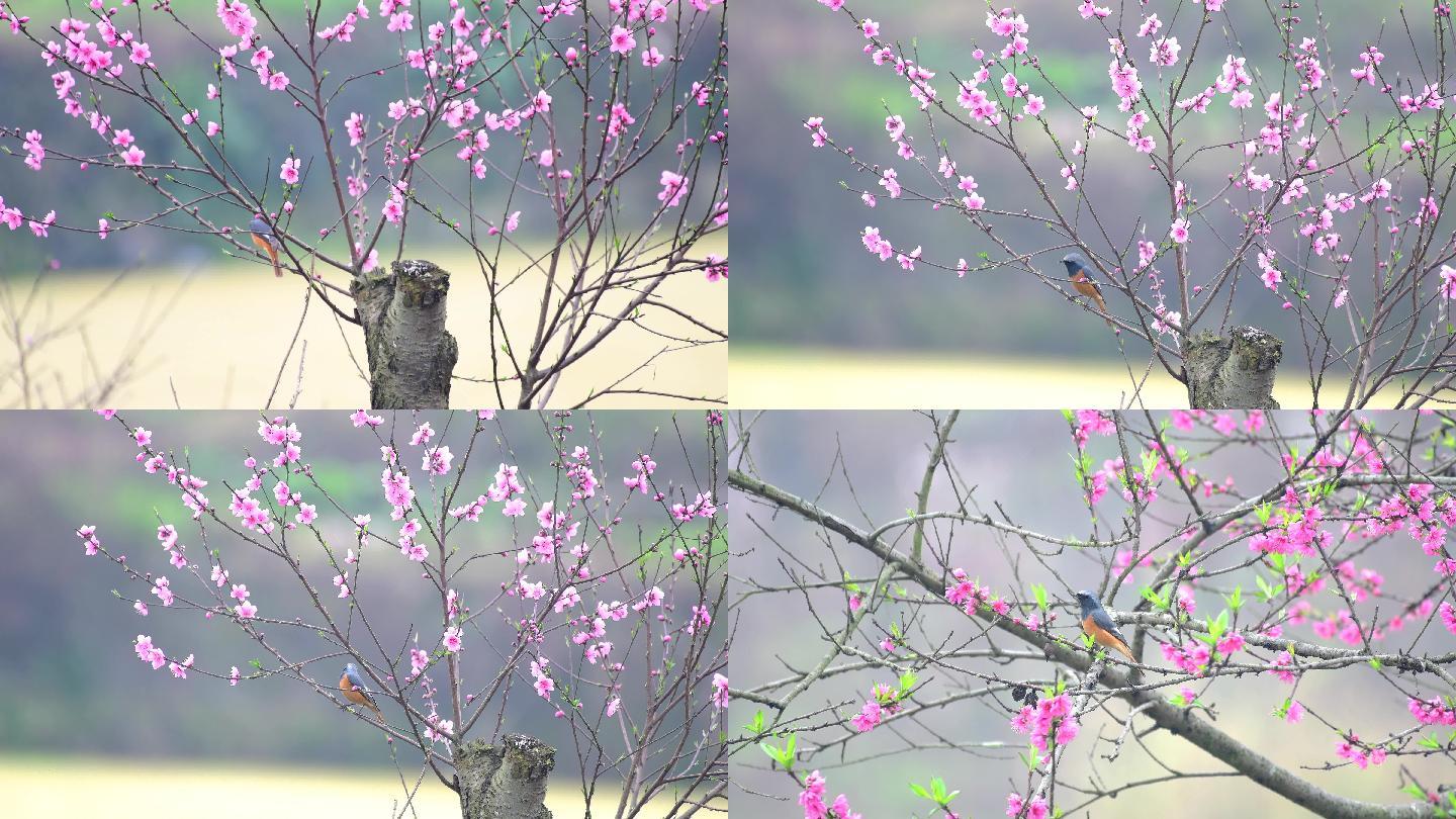 美丽的桃花，桃花上两只漂亮小鸟，鸟语花香