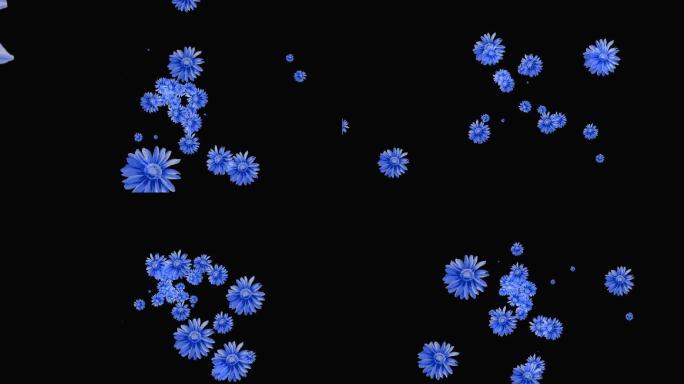 蓝色菊花无缝循环-带通道