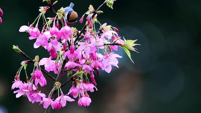 美丽的山樱花，花上吃花的小鸟好漂亮啊