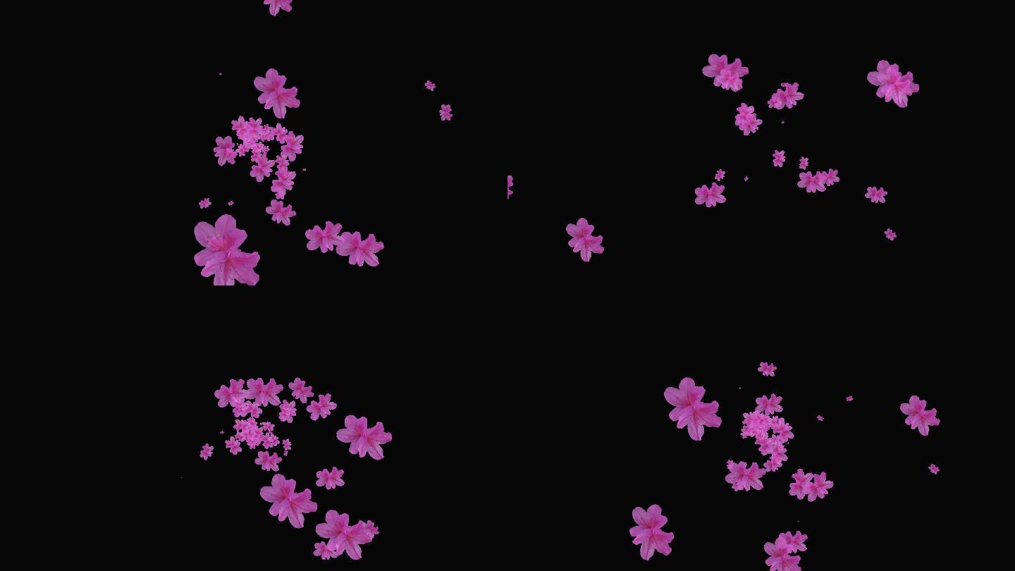 紫色杜鹃花无缝循环-带通道