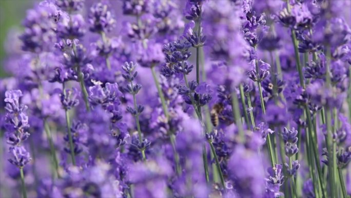 （原创）薰衣草地蜜蜂采蜜