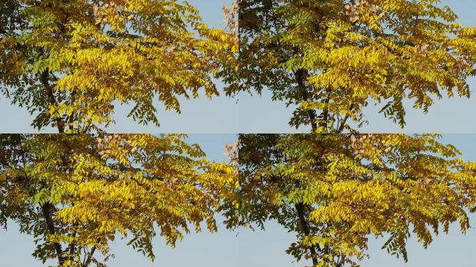 4K秋景风吹树叶空景视频素材