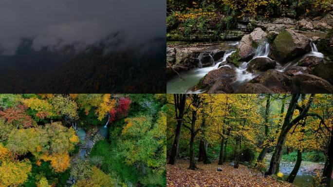 4K唯美深山里的彩色森林溪流潺潺树叶飘落