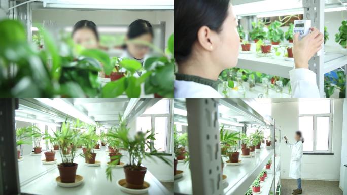 【原创】植物生长调控实验室