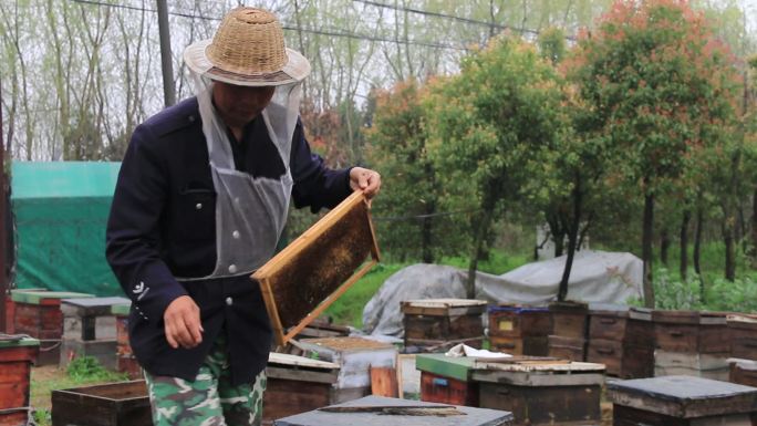 养蜂人蜂蜜蜂箱养蜂老人