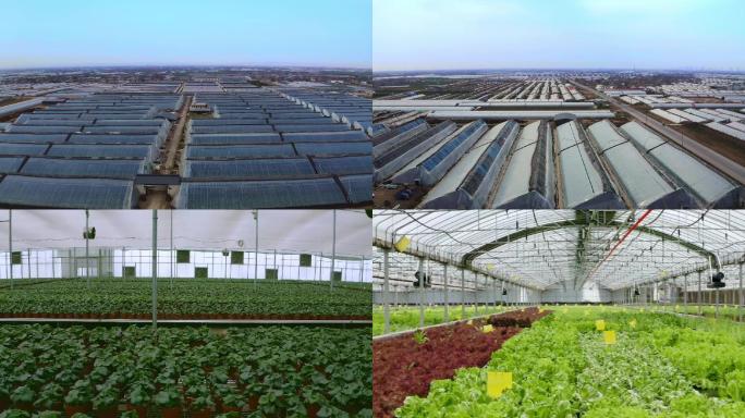 现代农业大棚蔬菜花卉养殖农业技术