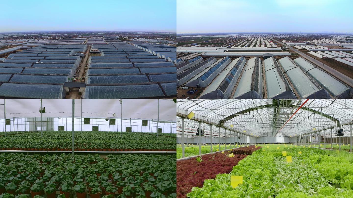 现代农业大棚蔬菜花卉养殖农业技术