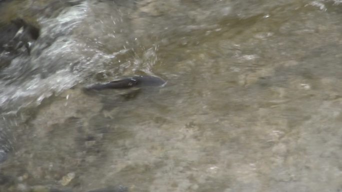 锦绣河山野生动物自然景观视频素材