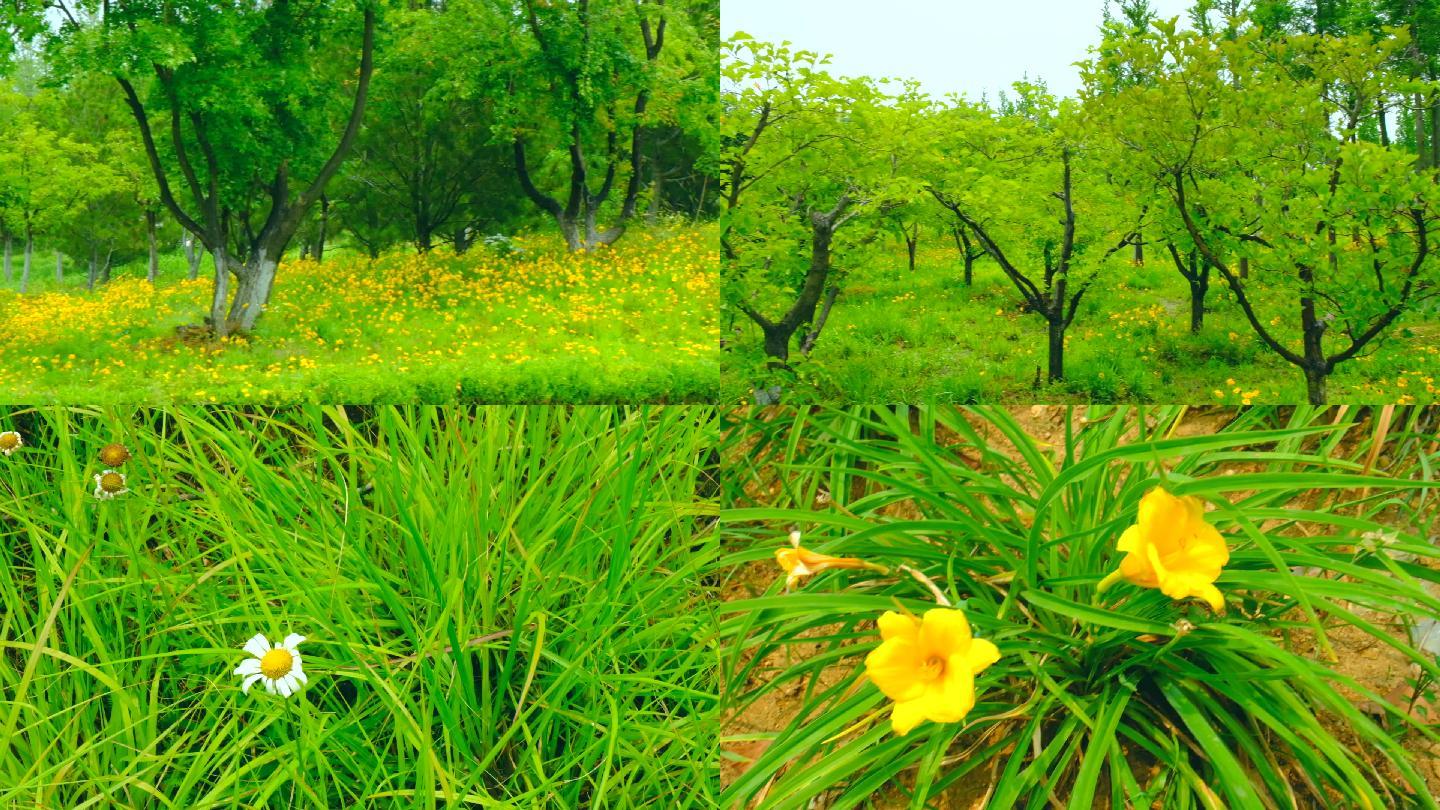 花海野花遍地漫山遍野树冠绿地树