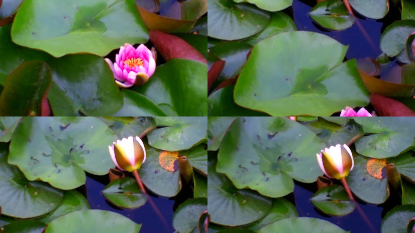 實拍池塘水草睡蓮蓮花4k視頻