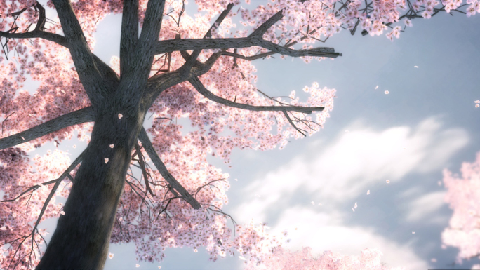 樱花飞舞三维动画镜头