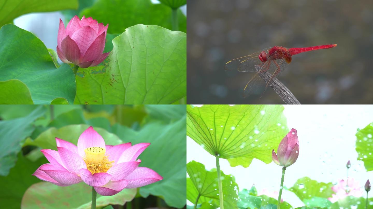 【高清视频】夏天荷塘荷花盛开蜻蜓水滴荷叶