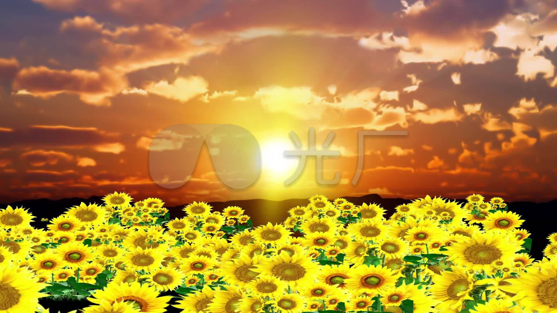 阳光灿烂的夏天壁纸_风景_太平洋电脑网