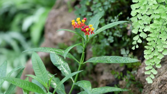 【原创】4k金凤花热带植物马利筋