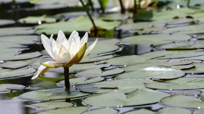 【原创】白莲花4k池塘莲花盛开