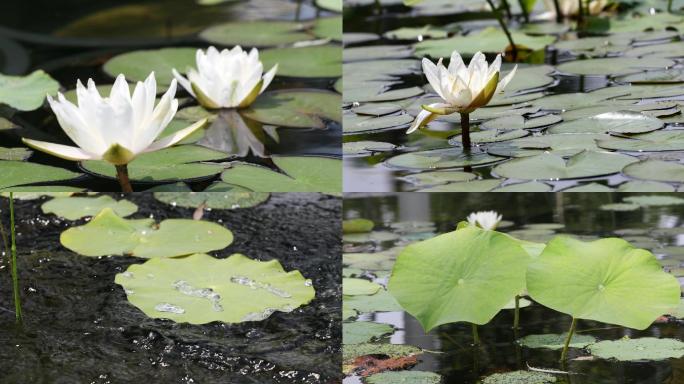 【原创】白莲花4k池塘莲花盛开