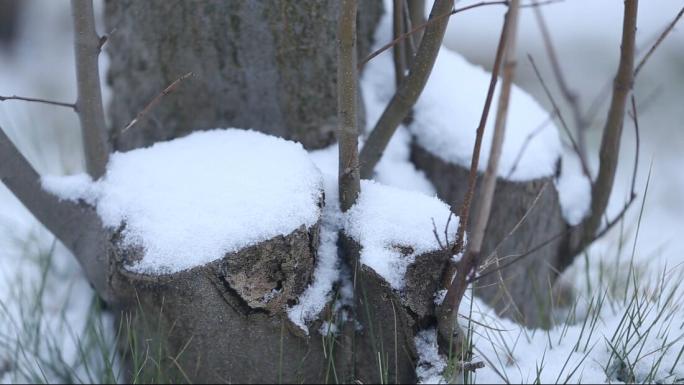 【高清视频】冬天雪景下雪